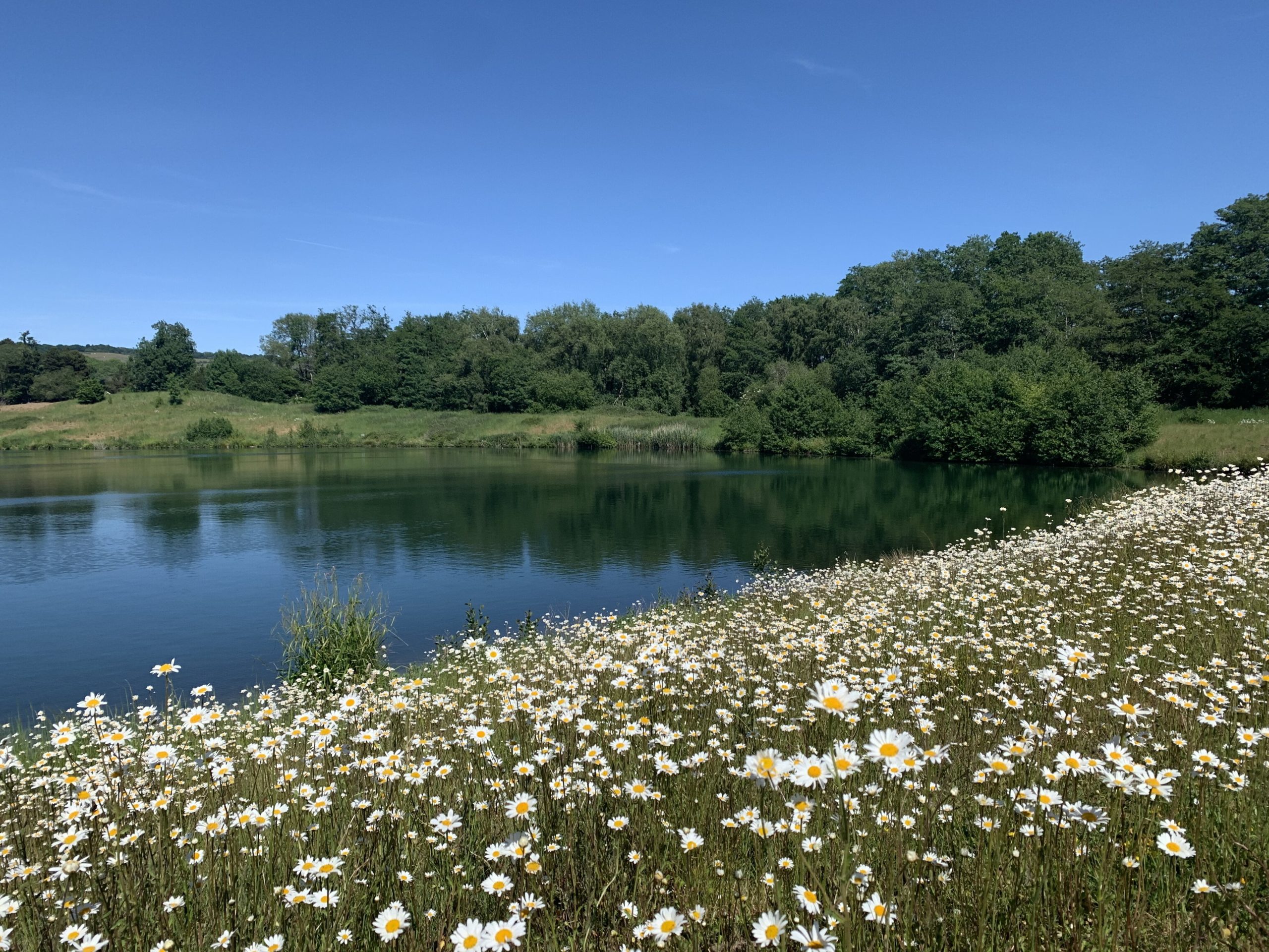 Wildflowers at Buckland Park Lake
