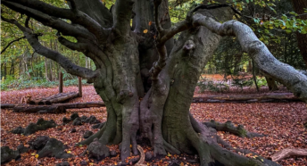 Image of tree in woodland covered in leaves