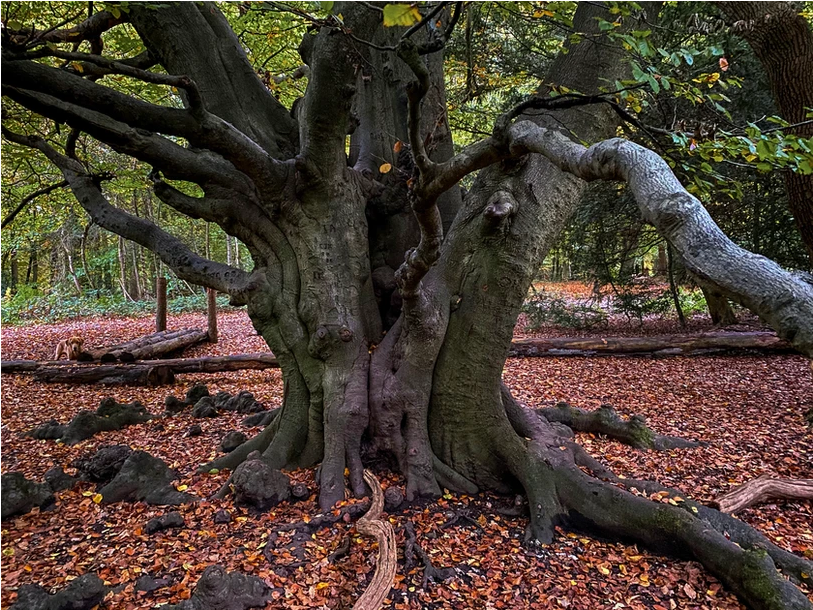 Image of tree in woodland covered in leaves