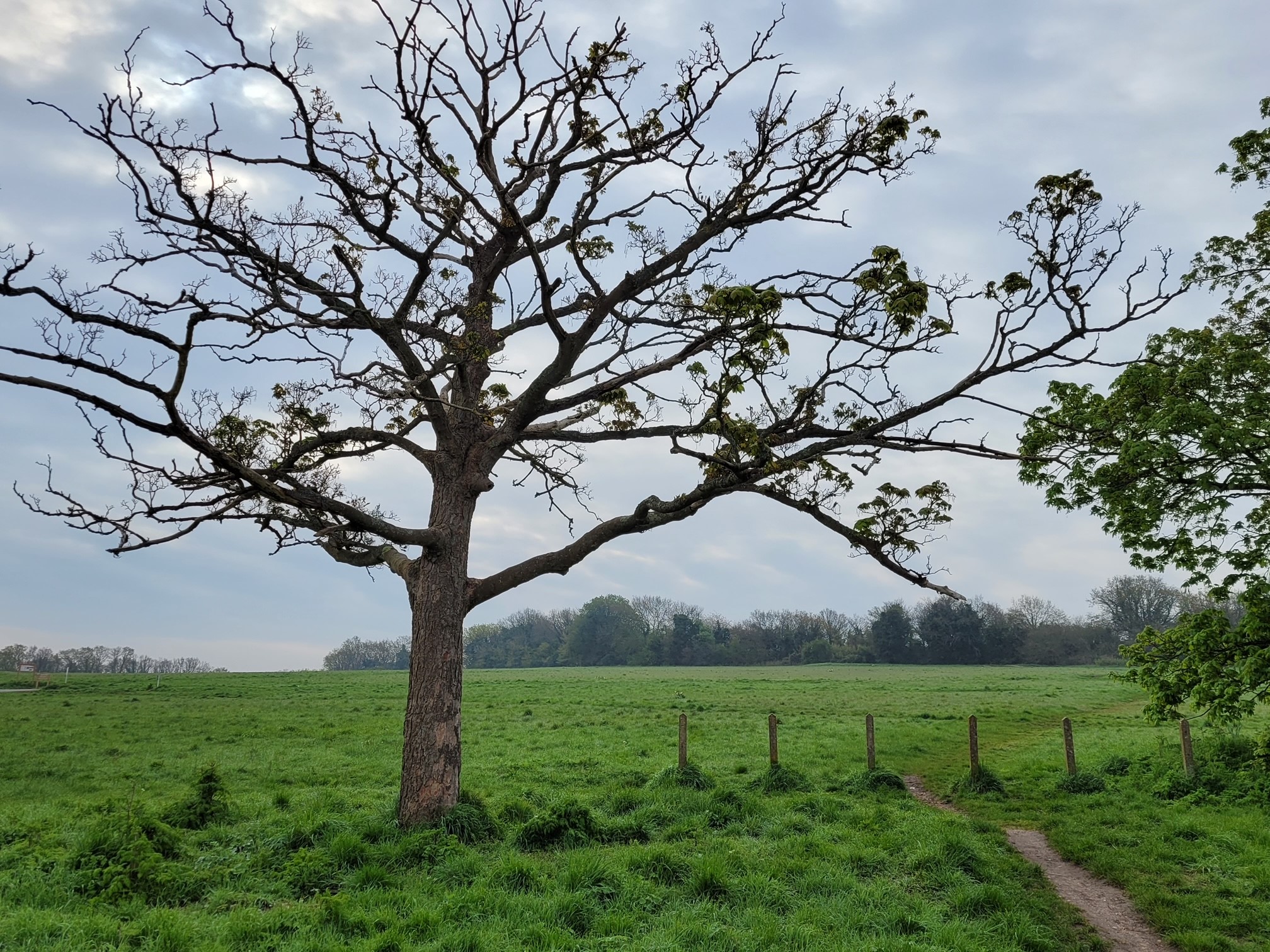 Image of tree in green field in Merrow Downs