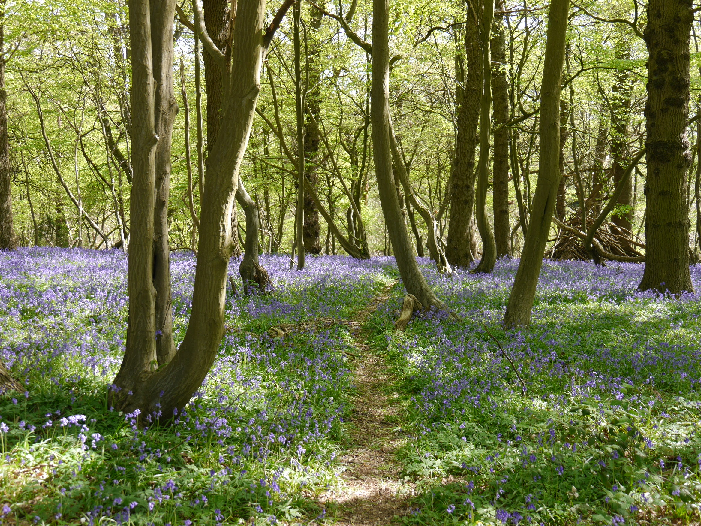 Image of Hornecourt Wood with Bluebells amongst the trees