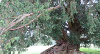 Image of Waverley Abbey Yew tree