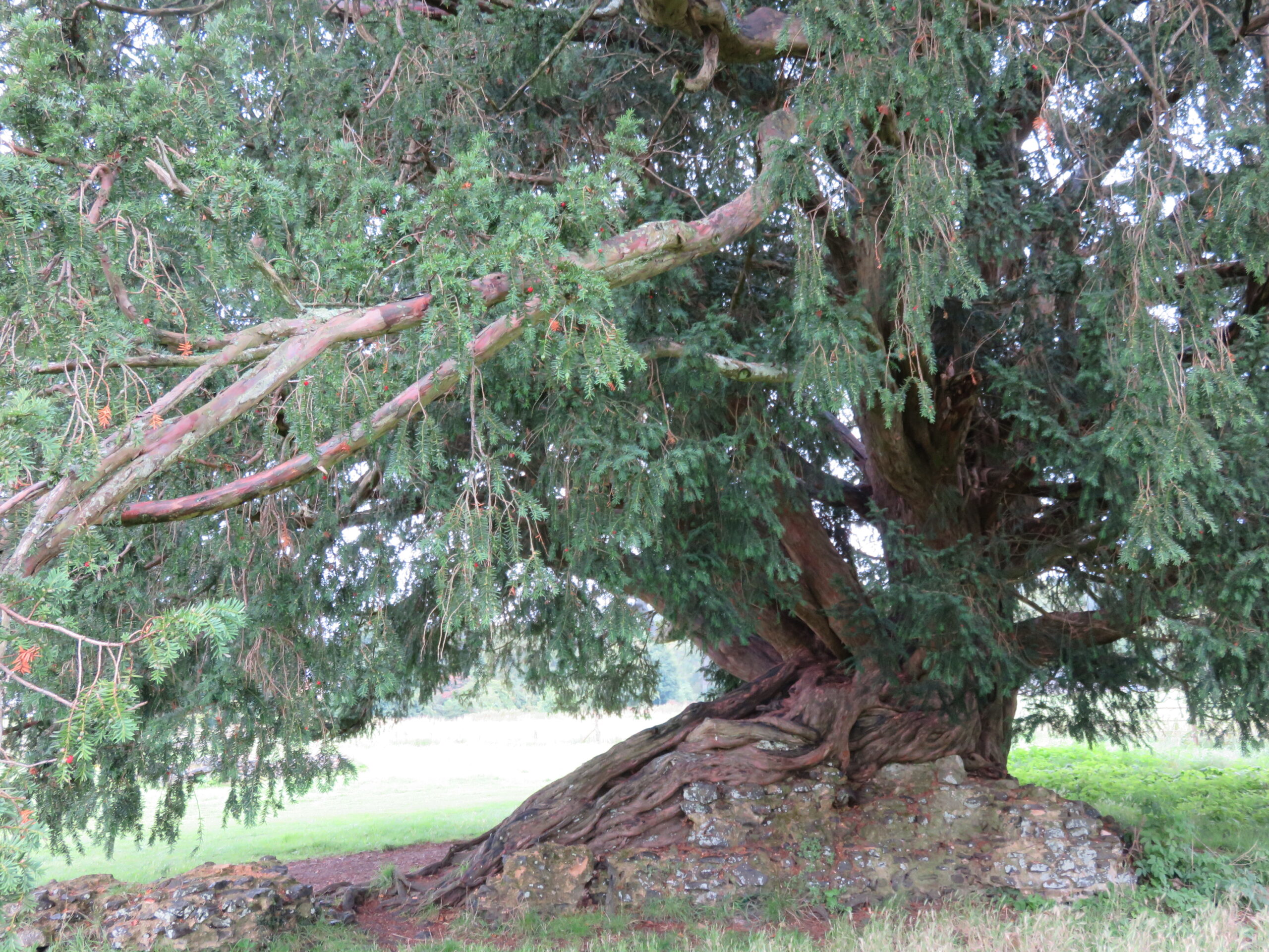 Image of Waverley Abbey Yew tree