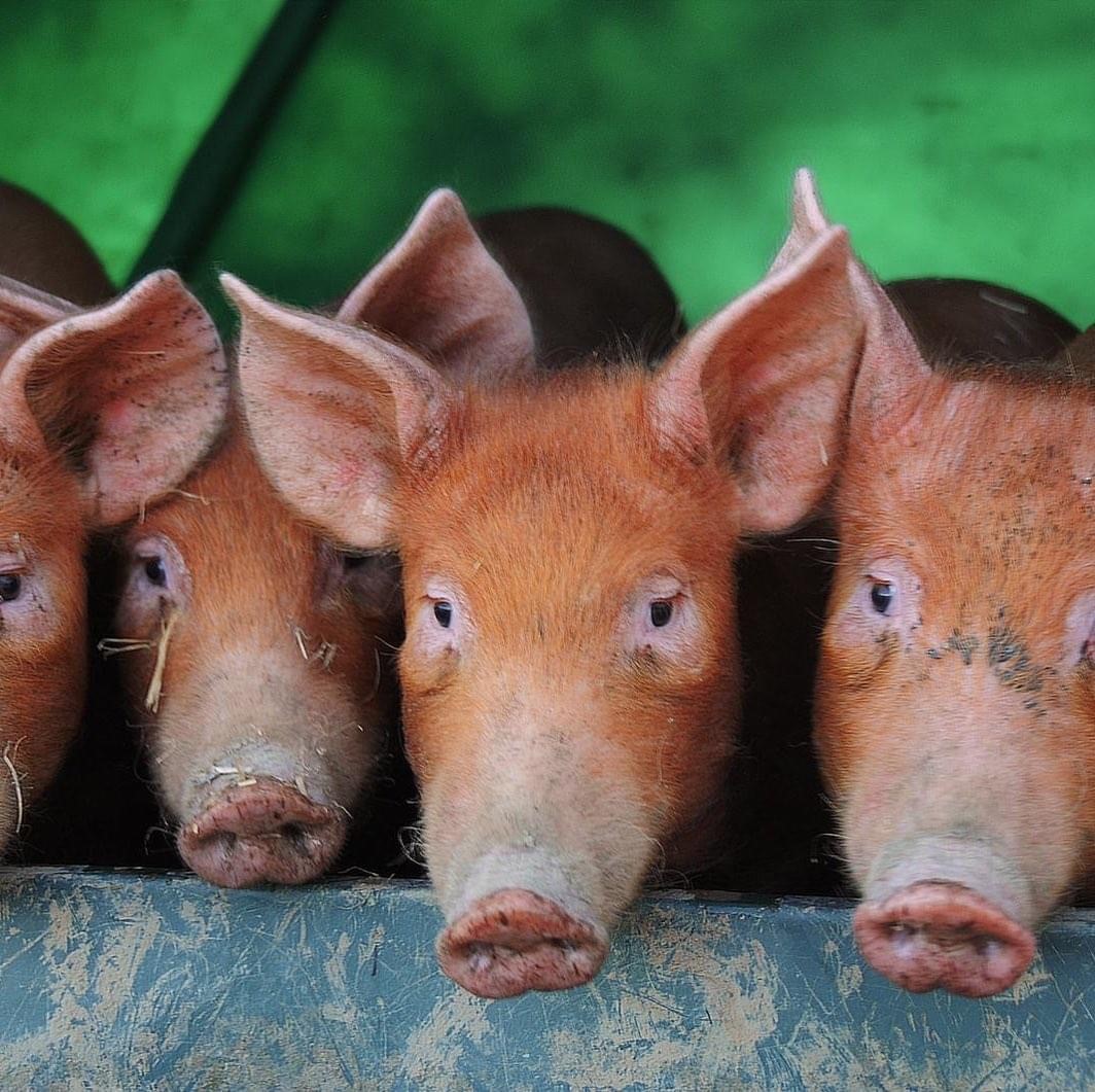 Image of 4 pigs at Brightleigh Farm