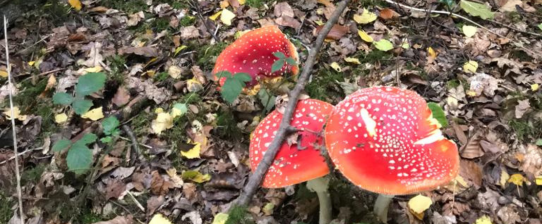 Image of mushrooms on the ground in woodland