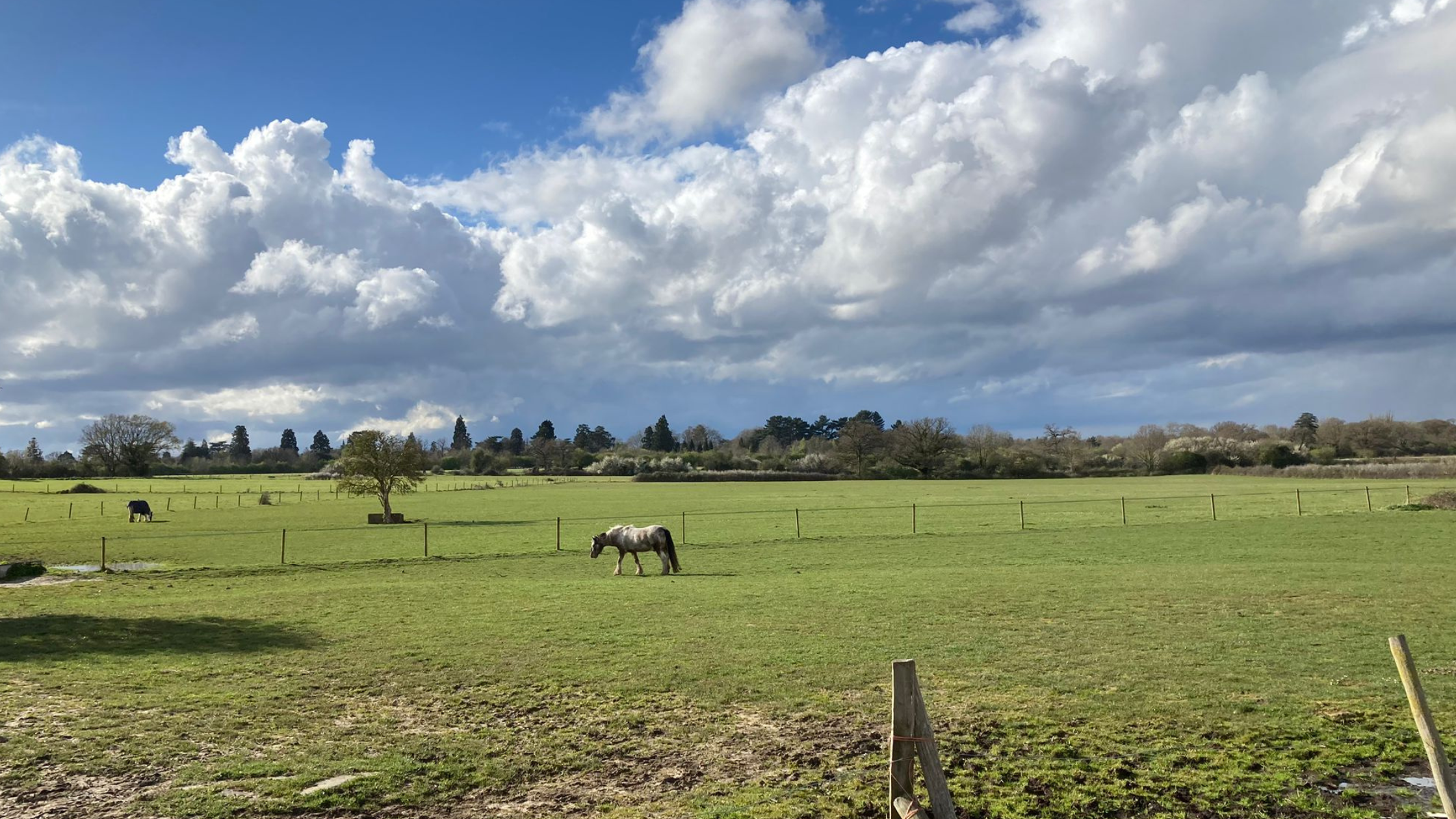 Image of Epsom Green Belt Land. Wide open green field with blue sky and white fluffy clouds. Horses are grazing in the field.
